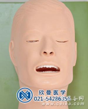 模型頭面部結構
