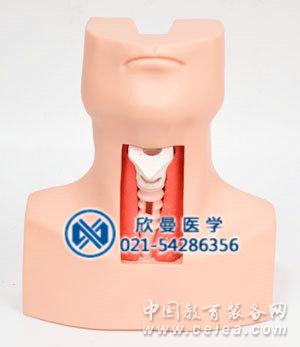 氣管切開插管模型整體結構