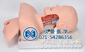 XM-50-1高級(jí)人體氣管插管訓(xùn)練模型整體結(jié)構(gòu)